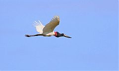 Jabiru